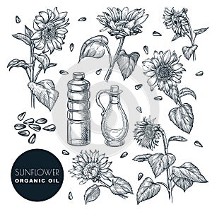 Sunflower flowers and oil bottles, sketch vector illustration. Agricultural plant and seeds. Hand drawn design elements