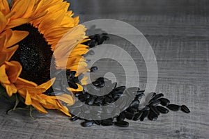 Sunflower flowers with seeds falling out of them on a wooden background