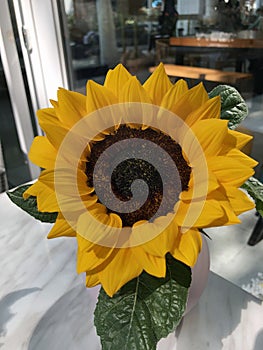 Sunflower flowerSunflower flower plucked in a vase photo