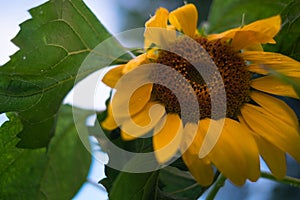 Sunflower flowing with the wind