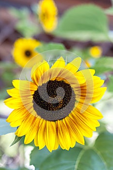 Sunflower in the foreground with blurred background photo