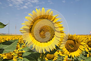 Sunflower in the foreground inside a maturing sunflower plantation. Concept plants, seeds, oil, plantation, nuts