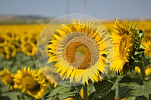 Sunflower in the foreground inside a maturing sunflower plantation. Concept plants, seeds, oil, plantation, nuts