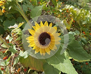 Sunflower in a Forest.