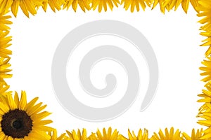 Sunflower frame photo