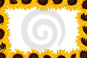 Sunflower frame