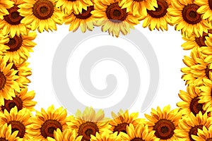 Sunflower frame