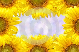 Sunflower frame