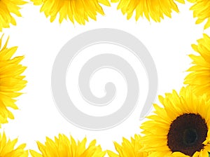 Sunflower Frame