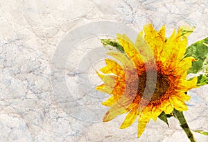 Sunflower frame background