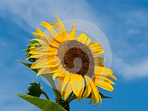 Sunflower in front of blue sky in summer