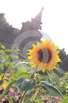 Sunflower in front of the church