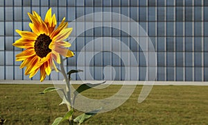 Sunflower in front of modern building