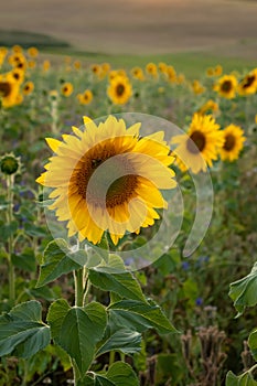 Sunflower in front of rows of flowers in a field in Germany