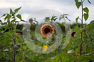 A sunflower in full bloom in a big sunflower field