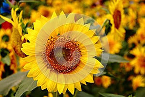 Sunflower