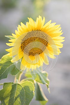 Sunflower in full bloom with its yellow petals at sunset.