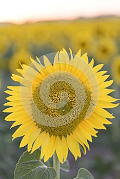 Sunflower in full bloom with its yellow petals at sunset.