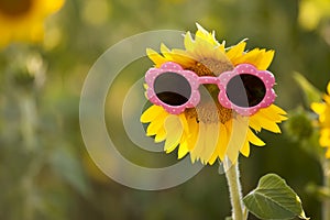 Sunflower with fun pink shaped sunglasses