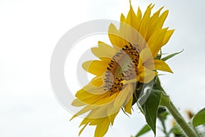 Sunflower with fuzz