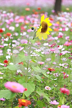 A sunflower and Galsang flower field in sunset. Green, shanghai.