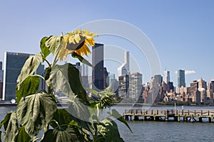 Sunflower at Gantry Plaza State Park in Long Island City Queens with the Midtown Manhattan Skyline in the Background during Summer