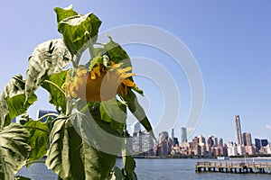 Sunflower at Gantry Plaza State Park in Long Island City Queens with the Midtown Manhattan Skyline in the Background during Summer