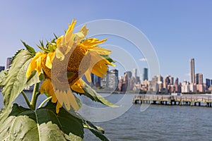 Sunflower at Gantry Plaza State Park in Long Island City Queens with the Midtown Manhattan Skyline in the Background during Summer