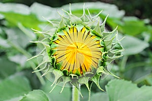 Sunflower in the garden.