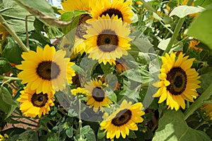 Sunflower in the garden