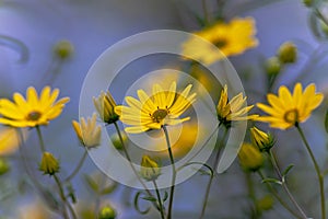 Sunflower Garden