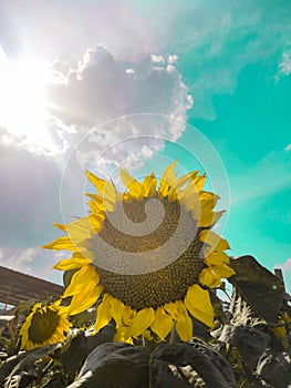 Sunflower in garden Ã°Å¸ÅÂ»