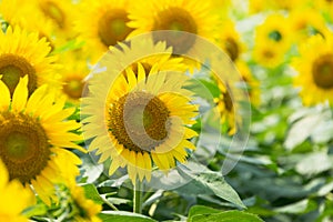 Sunflower Garden