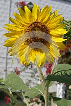 Sunflower and garden