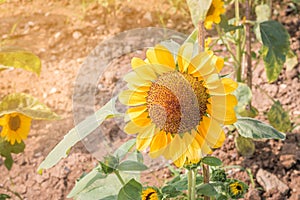 Sunflower in garden