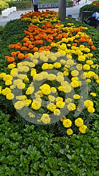 Sunflower Garden in Changi Airport Singapore