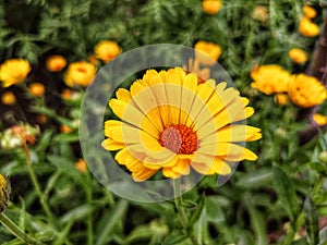 Sunflower in garden, closeup group of blooming sunflower with Green background