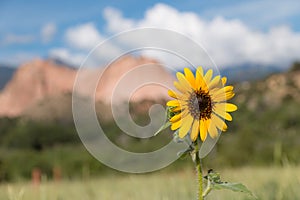 Sunflower in the Garden of the Gods