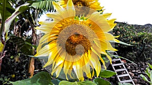 Sunflower from the garden of Igueste de San Andres, on the island of Tenerife photo