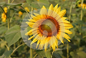 Sunflower garden with leaves close-up photo with a natural background. Yellow flower with green leaves sunshine. Sunflower