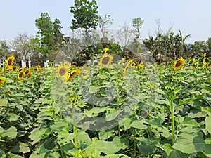 Sunflower Garden in my hometown