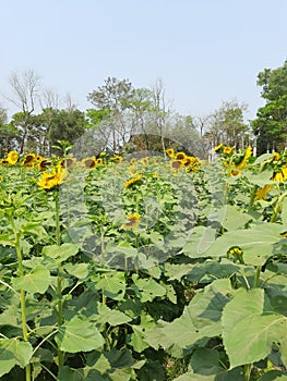 Sunflower Garden in my hometown