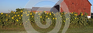 Sunflower Garden Panorama Barn Farm Panoramic