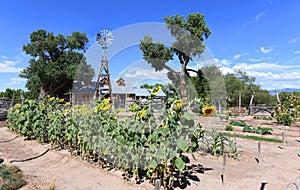 Sunflower Garden on the Rio Grande River in New Mexico.