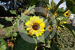 Sunflower garden. Sunflowers have abundant health benefits. Sunflower oil improves skin health and promote cell regeneration