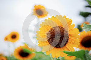 Sunflower with sunrise at sky.