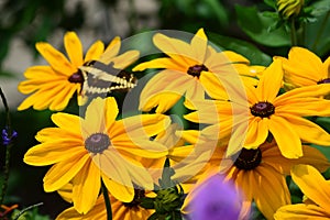 Sunflower and Giant Swallow Tail Butterfly