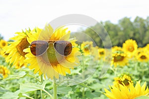 Sunflower and glasses