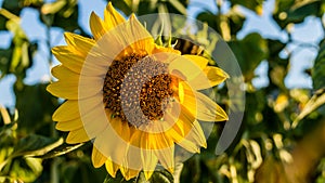 Sunflower