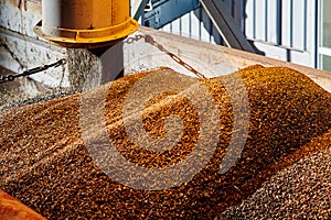 SUNFLOWER GRAINS ARE SUPPLIED BY A PIPE INTO THE ELEVATOR FOR DRYING AND STORAGE